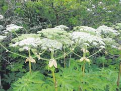 ������ ������