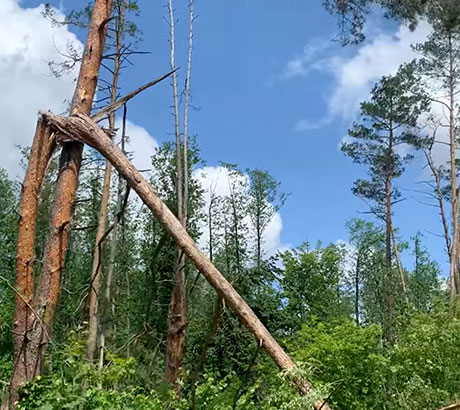 ������ ������